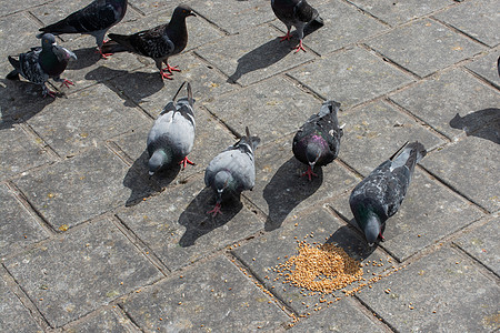 饥饿的鸽子群在街上进食翅膀存活粮食食物鸽子摄影自由正方形概念营养图片