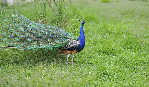 青绿草地上行走 美丽的孔雀脖子活力尾巴扇子眼睛男性野鸡羽毛仪式野生动物图片