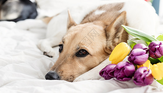 躺在床上的可爱狗和一束郁金香宠物说谎花朵橙子哺乳动物二传手动物休息小狗女性图片