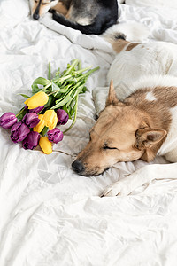 躺在床上的可爱狗和一束郁金香宠物犬类姿势二传手青年花束小狗休息女性说谎图片