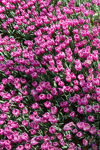 花朵背景多彩的郁金香花场地花园植物群花瓣叶子紫色公园植物季节庭园图片