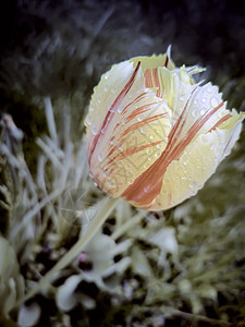 花园花床上的黄红郁金香花瓣设计植物公园景观花坛花园背景图片