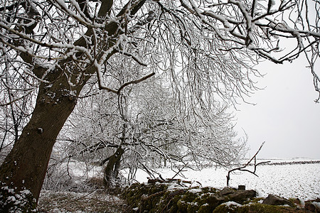被雪覆盖的树木和田地选择性田园石墙风景风光森林焦点旅行场景农村背景图片