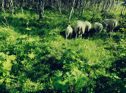 森林中的动物农业天气家畜羊肉野生动物草地山羊农场场地国家图片