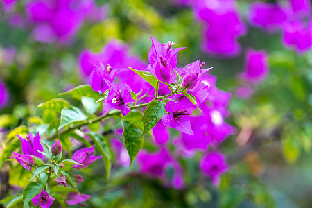 明亮的粉红布加维亚花朵 绿色背景模糊粉色植被藤蔓植物背景图片