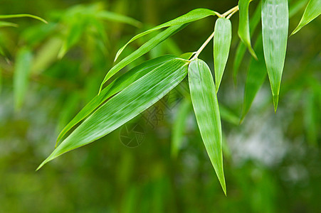 特写绿色植物假图片