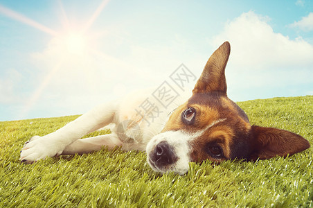 躺在草地上动物森林公园哺乳动物犬类宠物幸福猎犬乐趣植物图片