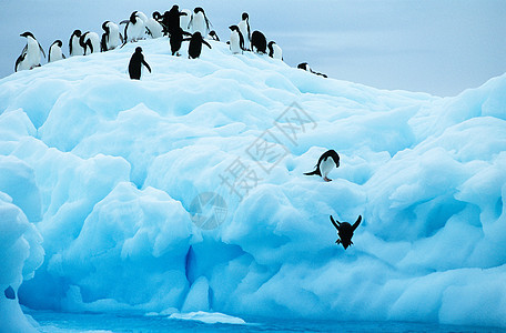 企鹅从冰川下潜入大海水族馆潜水动物游泳气候生活天空皇帝动物园野生动物图片