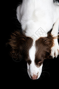 股票摄影图片犬类工作室猎犬打猎动物家畜黑色朋友白色棕色图片