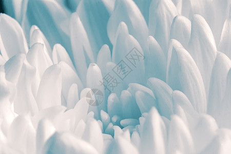 美丽的白菊花 在特写上展示的图片
