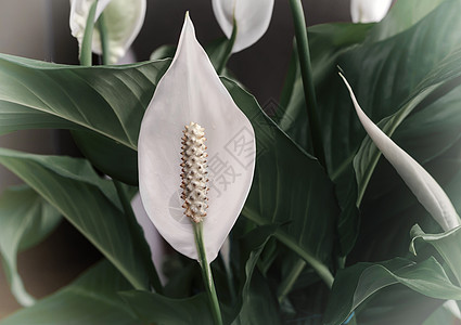 室内植物 叶子中间有白色的花团体植物群芳香季节生长花瓣公园成长背景设计图片