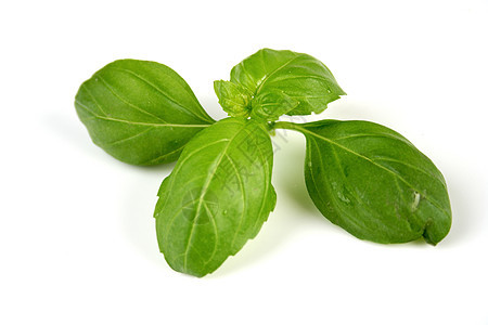 巴西尔蔬菜香料树叶厨房草本植物味道药品植物群草药香气图片