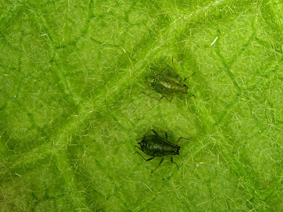 虱子在一流的树叶上害虫动物群宏观动物叶子绿色昆虫团体背景图片