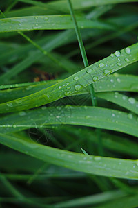 雨后草地上的水珠刀刃植物群液体气泡花园棕榈植物生活生长环境图片