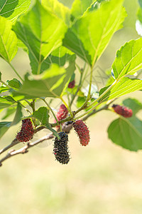 天然树上新鲜的黄莓水果红色叶子食物浆果水果收成营养花园绿色植物图片