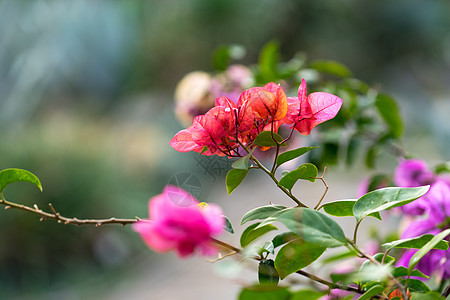 明亮的粉红布加维亚花朵 绿色背景模糊叶子红色粉色花园紫色植被花瓣植物植物群藤蔓图片