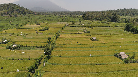 印度的稻米梯田和农用土地农场植物旅行景观农业风景稻田热带场地乡村图片