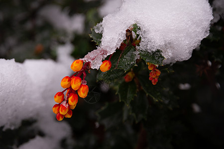 橙花下雪的详情图片