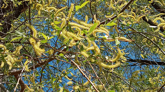 春初柳树刷 树枝上的黄花纹 背景 自然图案植物园艺柳条枝条风景衬套柳枝平衡季节花园图片