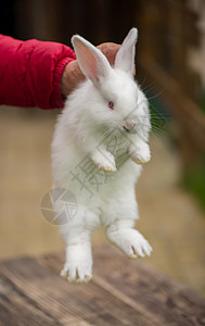 手里拿着一只小兔宝宝的女孩在农场种植畜产品荒野耳朵季节宠物兔子眼睛野生动物柳絮毛皮哺乳动物图片