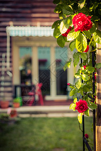 关上玫瑰花 阳地 花园和房子 在模糊的背景中特写了这里的鲜花假期玫瑰阳台娱乐公寓城市爱好闲暇小路草地图片