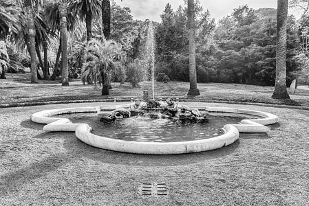 意大利罗马市中心美丽的古典喷泉绿色树木红色公园花园粉色树叶城市花朵首都图片