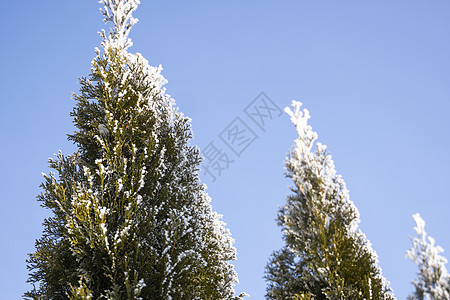 金钟柏树的绿叶在柔和的阳光下覆盖着霜 有雪的崖柏树枝 常绿针叶树 杜松树的一个分支在雪地里 冬天的背景侧柏园艺树木季节天气植物学图片