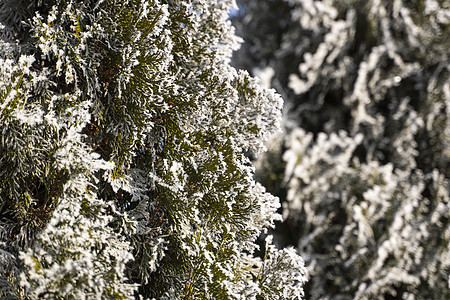 Thuja树的绿叶在房子附近被霜冻和阳光柔软覆盖 Thuja 树上布有雪 长青花岗树 雪中一棵小树枝 冬季背景针叶树木头植物群天图片