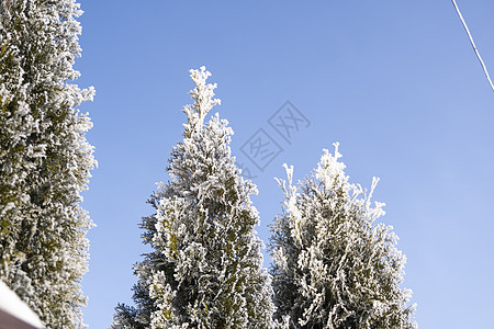 金钟柏树的绿叶在柔和的阳光下覆盖着霜 有雪的崖柏树枝 常绿针叶树 杜松树的一个分支在雪地里 冬天的背景季节花园晴天侧柏植物木头树图片