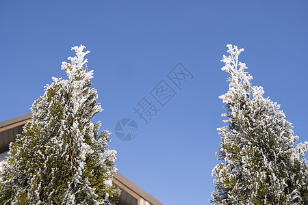 Thuja树的绿叶在房子附近被霜冻和阳光柔软覆盖 Thuja 树上布有雪 长青花岗树 雪中一棵小树枝 冬季背景植物学植物群针叶衬图片