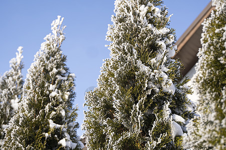 Thuja树的绿叶在房子附近被霜冻和阳光柔软覆盖 Thuja 树上布有雪 长青花岗树 雪中一棵小树枝 冬季背景植物木头树木天气树图片