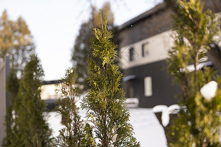 金钟柏树的绿叶在柔和的阳光下覆盖着霜 有雪的崖柏树枝 常绿针叶树 杜松树的一个分支在雪地里 冬天的背景木头季节衬套针叶森林雪花植图片