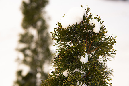 金钟柏树的绿叶在柔和的阳光下覆盖着霜 有雪的崖柏树枝 常绿针叶树 杜松树的一个分支在雪地里 冬天的背景植物群侧柏花园衬套叶子木头图片