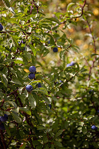 Bush 带深蓝色浆果的黑色蓝莓森林蓝色季节树叶植物灌木生长花园木本枝条图片