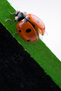 在通知板上行走的漂亮红色女虫荒野生物学甲虫宏观昆虫生活瓢虫美丽漏洞季节图片