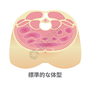 肥胖例证的类型 腹部剖视图 健康体型 标准型横截面糖尿病生活方式数字疾病科学生物学代谢插图药品图片