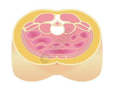 日本的肥胖插图类型 腹部剖视图皮下脂肪代谢器官保健疾病身体科学生物学重量损失卫生图片