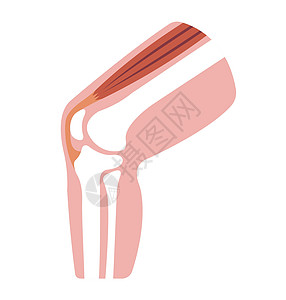 膝关节部分它制作图案膝盖运动解剖学股骨胫骨治疗髌腱肌腱骨骼肌肉图片