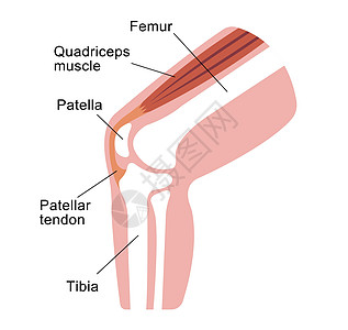 膝关节部分它制作图案疾病运动科学肌肉骨头胫骨骨骼肌腱疼痛髌骨图片