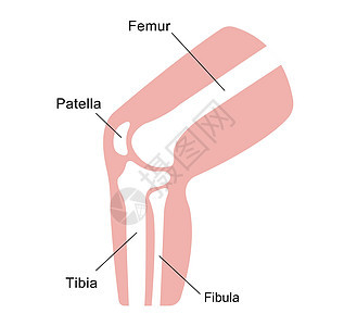 膝关节部分它制作图案髌腱器官生物学膝盖身体插图伤害疼痛运动骨头图片