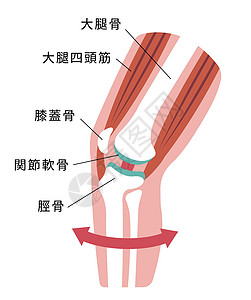 膝关节剖面图生物学保健科学膝关节病骨科治疗生物衰变病人疼痛图片