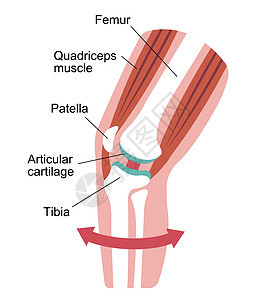 膝关节剖面图女士保健解剖学生物学衰变骨骼疼痛药品女性生物图片
