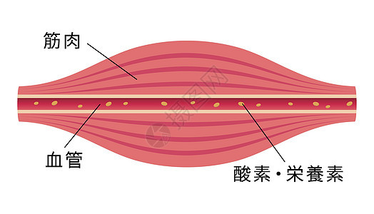 健康的肌肉平面图 肌肉和血管部分身体肩膀痛苦疼痛女士科学解剖学生物学按摩药品图片