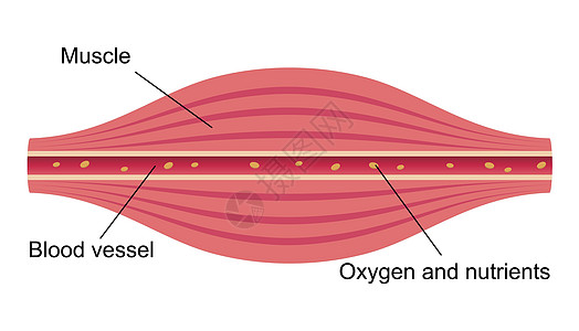 健康的肌肉平面图 肌肉和血管部分按摩疾病痛苦插图科学疼痛纤维肩膀药品女士图片