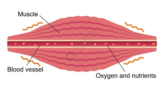 健康的肌肉平面图 肌肉和血管部分身体疼痛组织生物学痛苦纤维按摩疾病药品科学图片