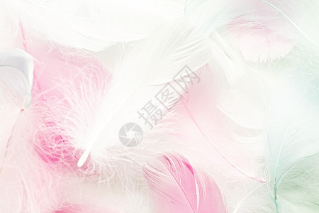 背景用鸟的柔和色蓬松羽毛粉色动物天堂奢华柔软度墙纸天鹅白色宏观蓝色图片