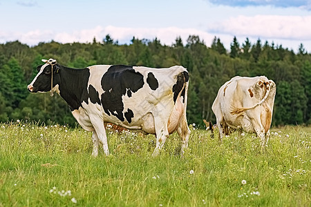 牛在牧场上主题动物群草地乡村农村经济租赁母猪有蹄类哺乳动物食草图片