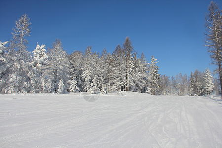 冬季雪雪山景观木头单板森林树木季节蓝色运动针叶旅行云杉图片