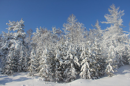 冬季雪雪山景观蓝色旅游针叶高山森林运动季节天线村庄树木图片