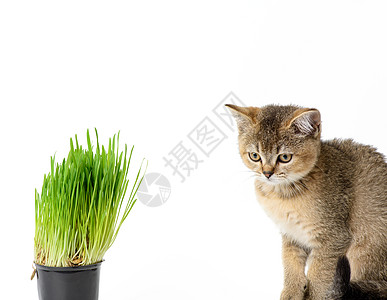 紧挨着一盆绿草生长的锅子旁 直坐在白色背景上 在一片长青草旁营养叶子食物饮食晶须哺乳动物猫咪好奇心毛皮植物图片